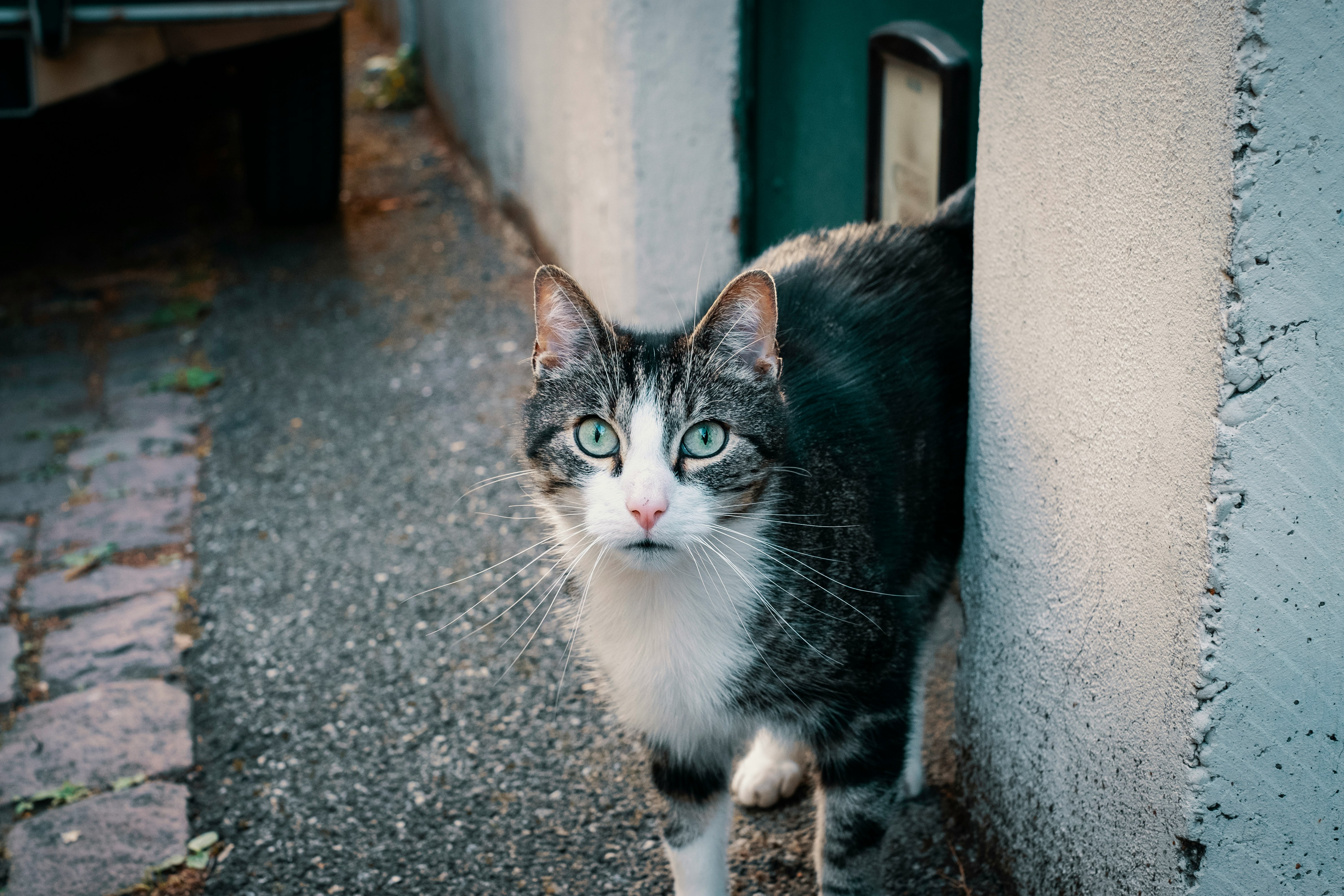 black and white cat beside white concrete wall